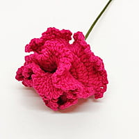 Carnation (Bunch of 6)